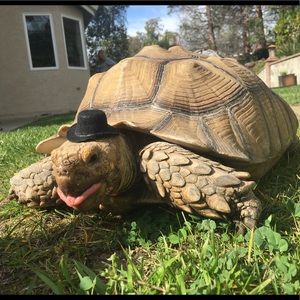 Meet your Posher, Nicki